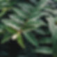 Wet Leaves